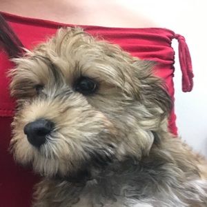 Meet your Posher, Priscilla